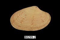 藏品(粗肋橫簾蛤)的圖片